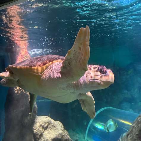 Newquay Aquarium