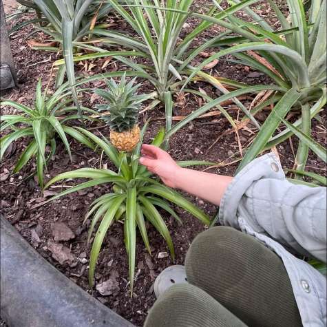 Pinaple Plant