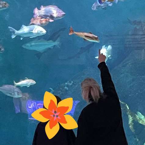 Plymouth Aquarium